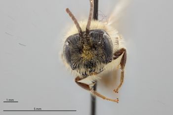 Media type: image;   Entomology 770265 Aspect: head frontal view